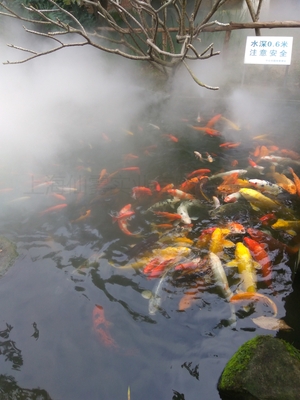 园林景区造雾,园区景观造雾,水鱼池造雾